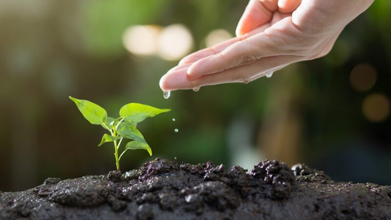 The Basics of Water-Wise Gardening: How to Save Water in Your Garden
  