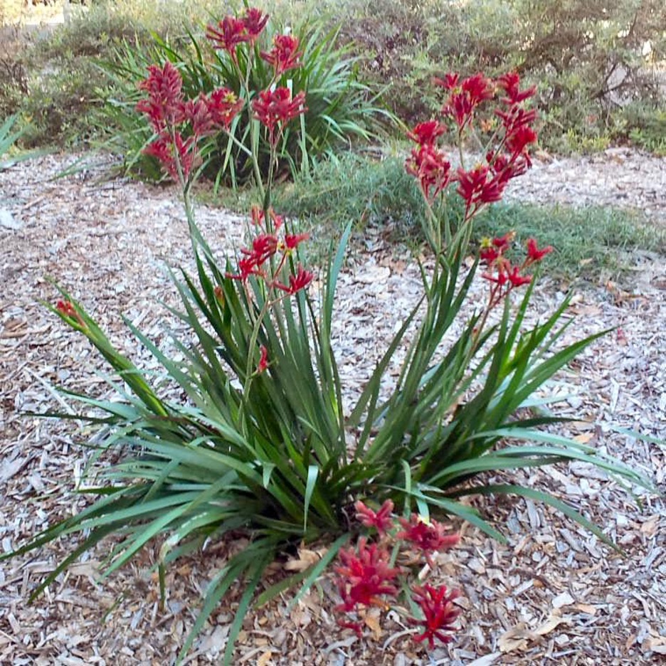 Kangaroo Paw